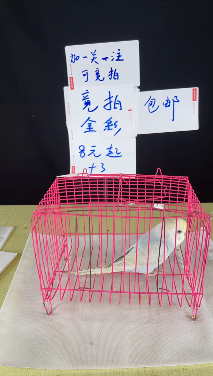 虎皮鹦鹉特色金彩