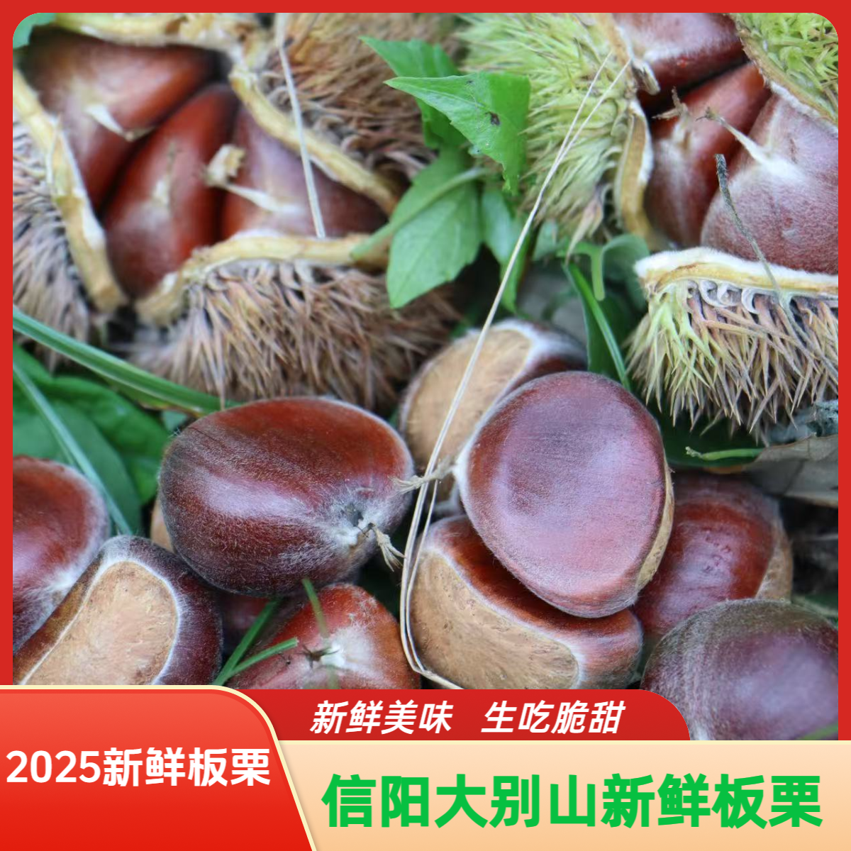 2025新现摘上市信阳板栗新鲜板栗大别山老树板栗好剥皮糯甜包邮