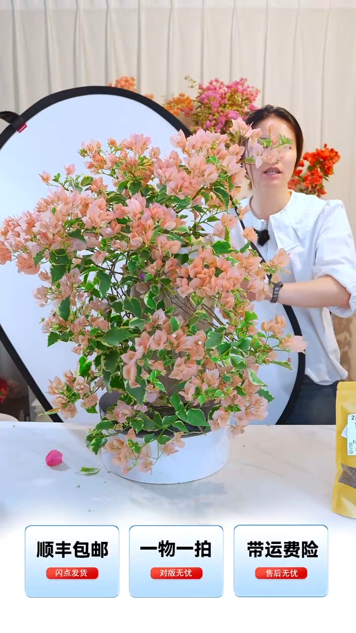 大部分开放少量花苞金边马斯