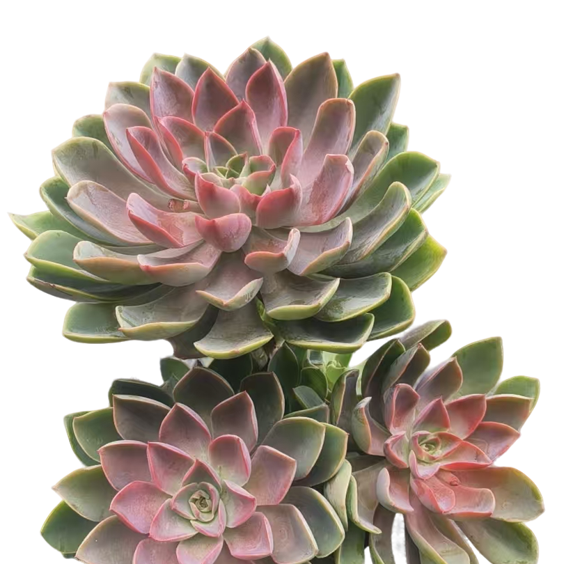 精品多肉 精品琼斯