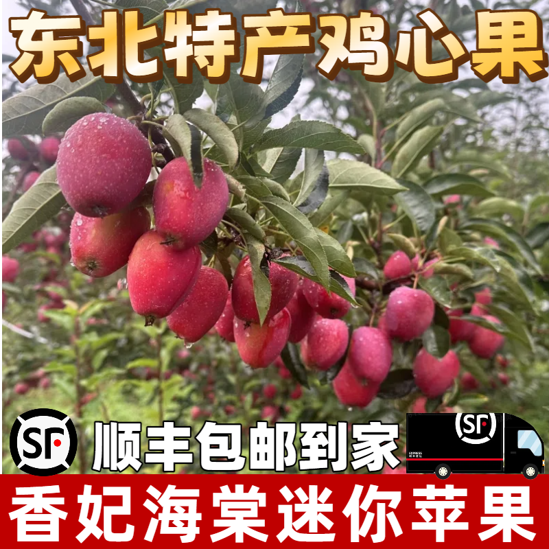 东北鸡心果【锦绣海棠】酸甜爽口迷你小苹果【顺丰包邮】