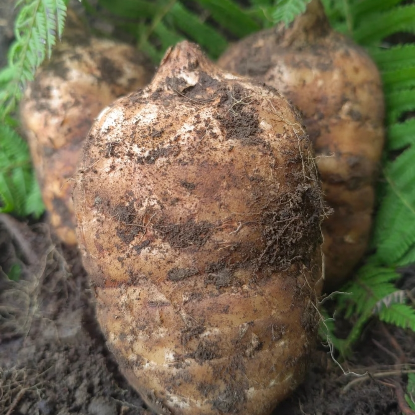 【中果—新鲜乌天麻】正宗小草坝新鲜乌天麻 秋冬滋补炖鸡煲汤食材
