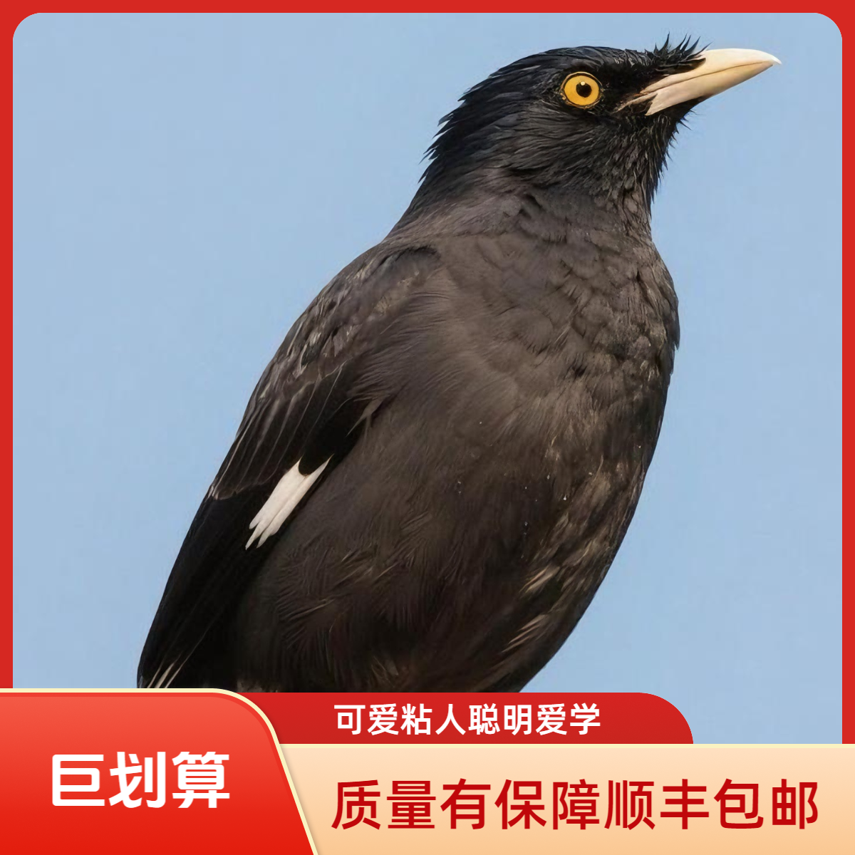 鹦鹉学语天才小黑八顺丰包邮（购买前请阅读商品展示页买家须知）