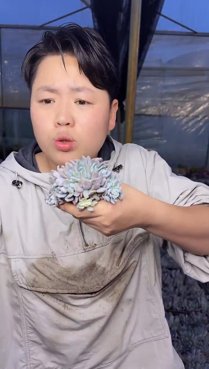 （1叶片起）架子上脱土梦露朵朵缀 5