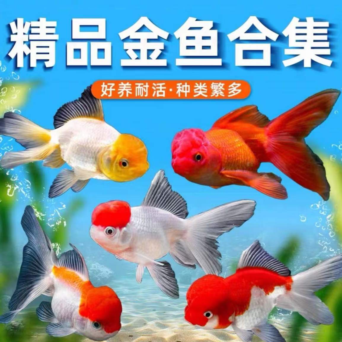 精品国粹金鱼耐活好养不挑水温不挑水质