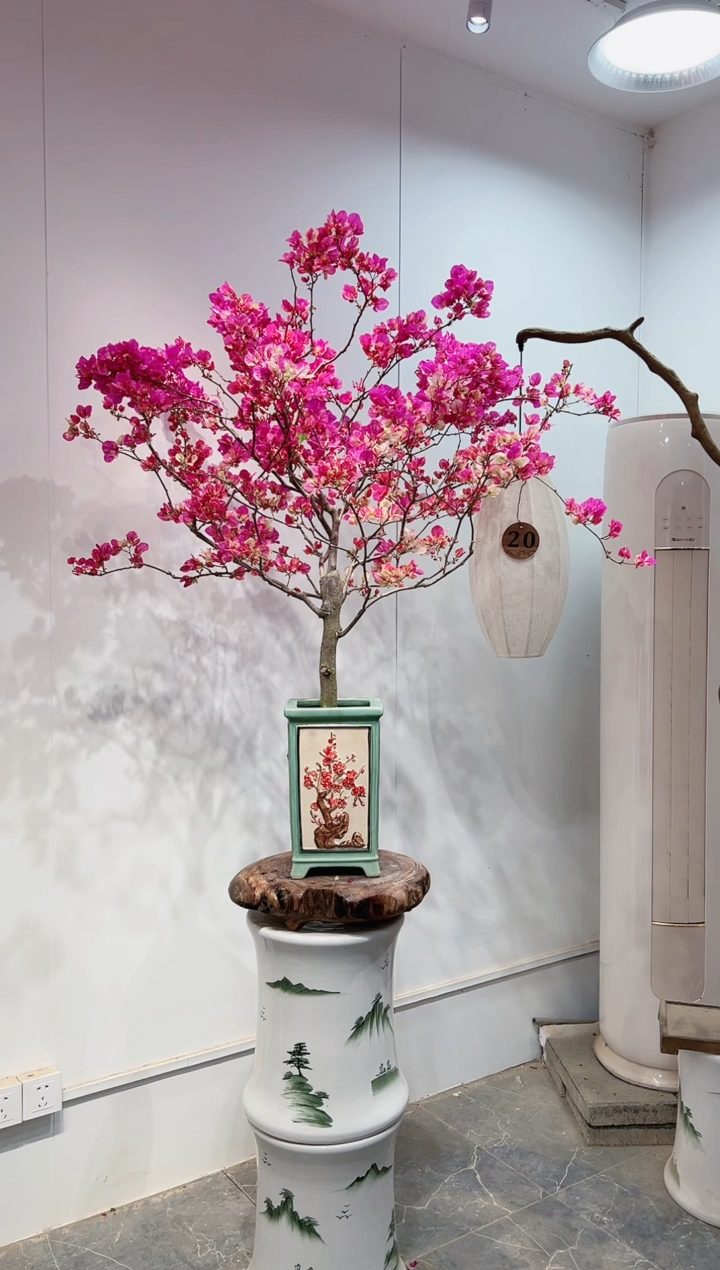 【闪购商品】盆景三角梅漳红樱