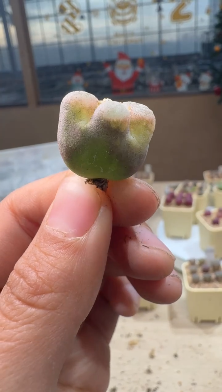 阳*26-187多肉植物肉锥