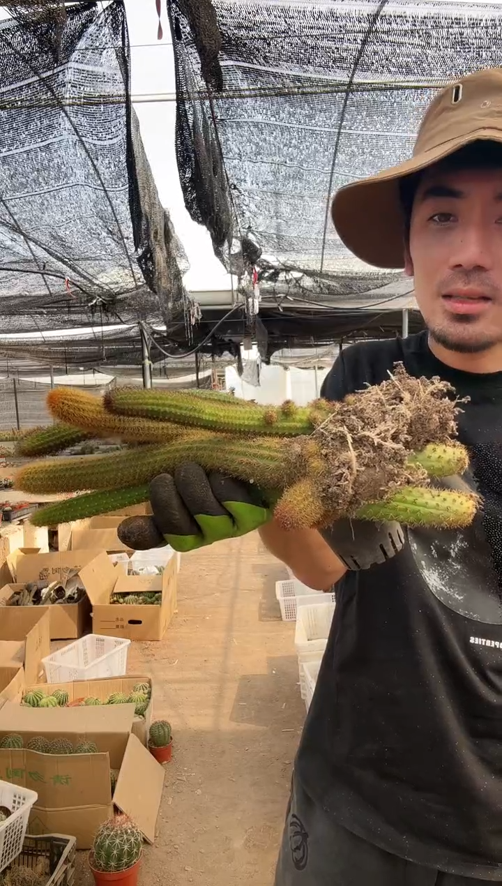 【闪购商品】紫水晶2彩舞2橙花金妞2