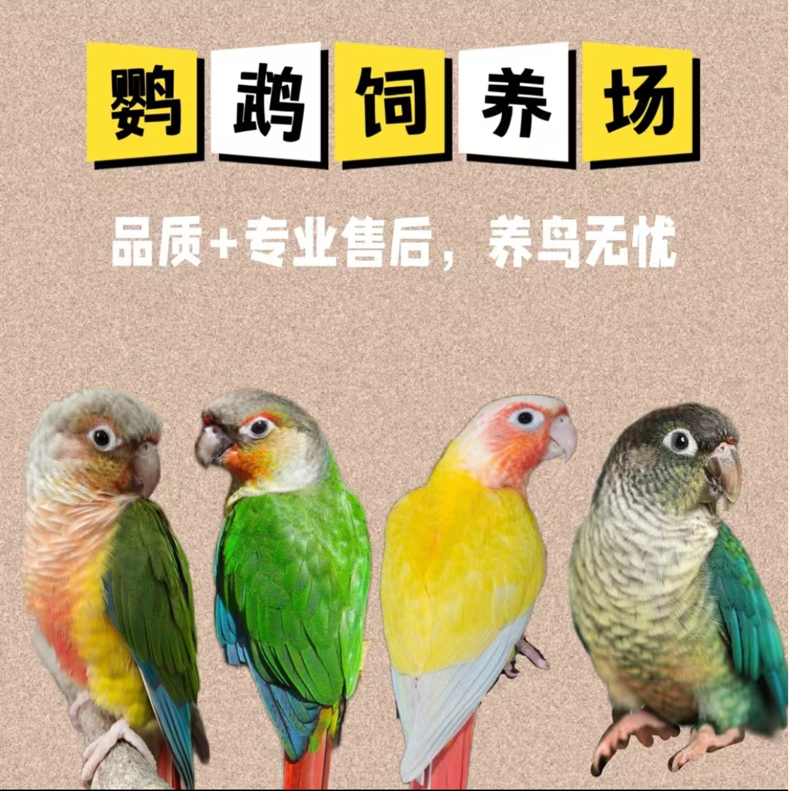 活体鹦鹉手养亲人会说话（一物一拍）