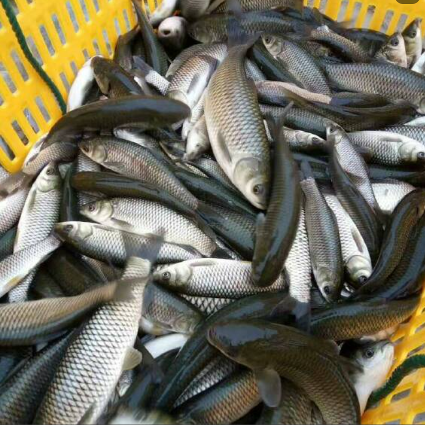 大规格鲩草鱼耐冷好养水族观赏鱼淡水温顺青混子草根