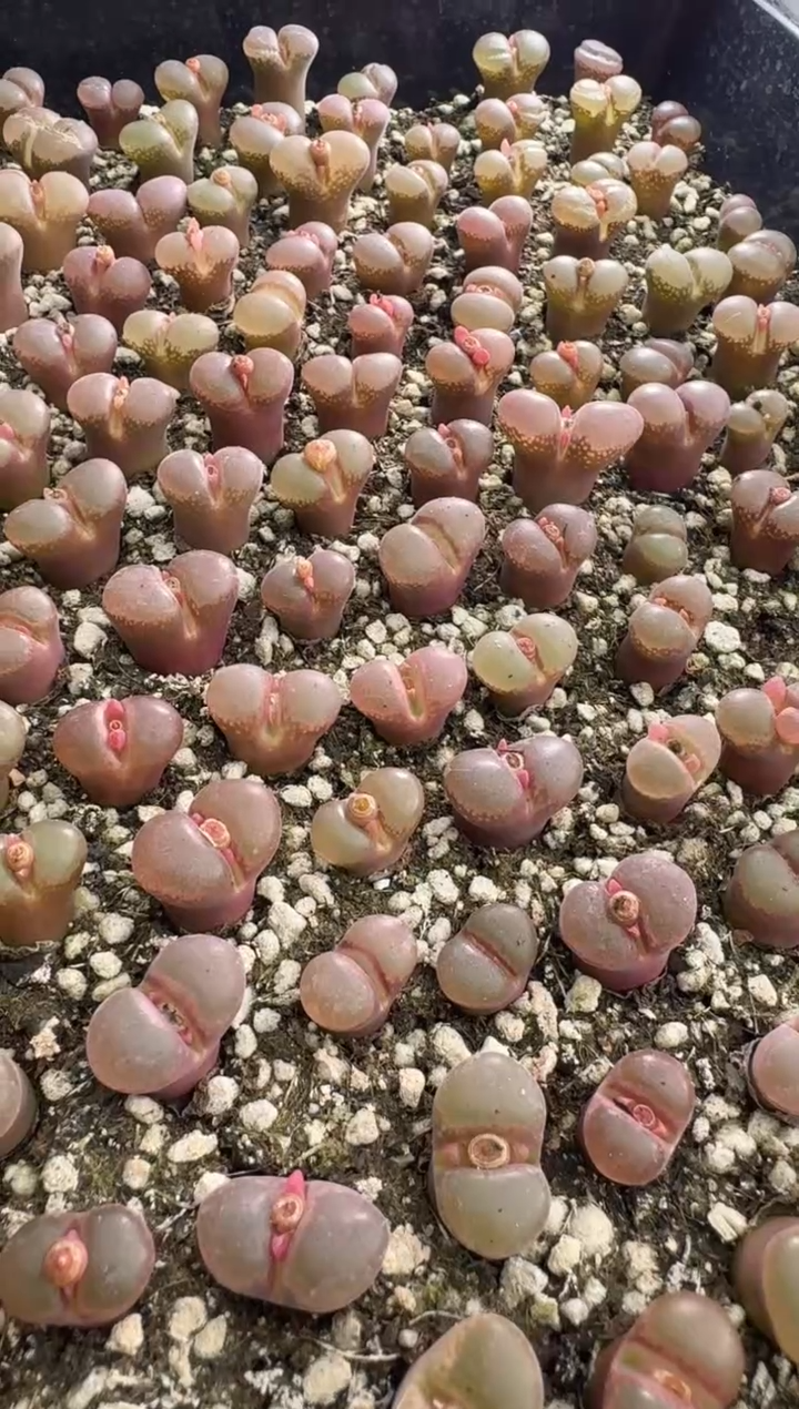 116多肉植物肉锥韩国原株风铃一颗