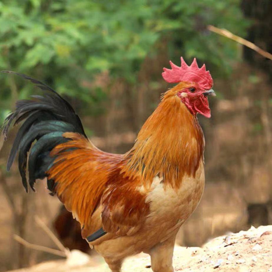 山林散养公鸡2只 肉质紧实 现货速发次日达