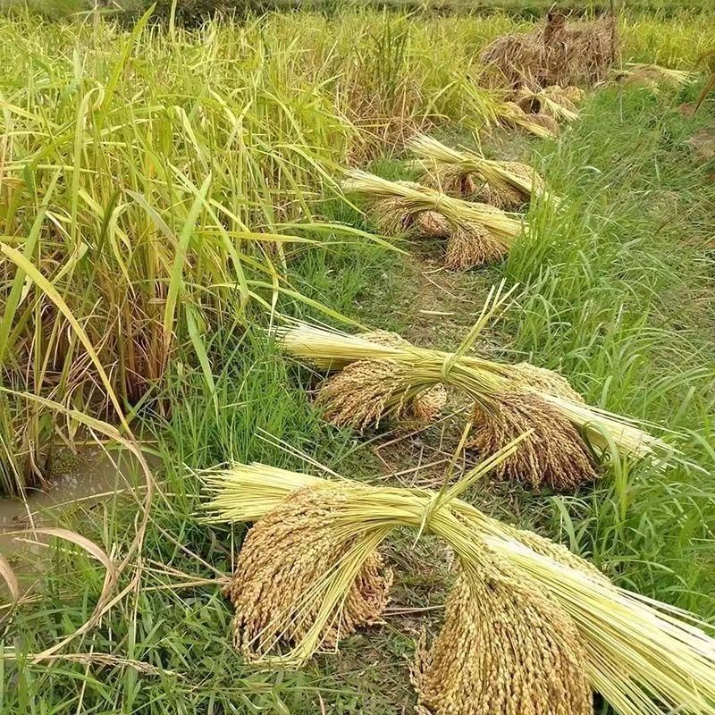 贵州黔岭高山黎从溶江香禾糯米农家糙米