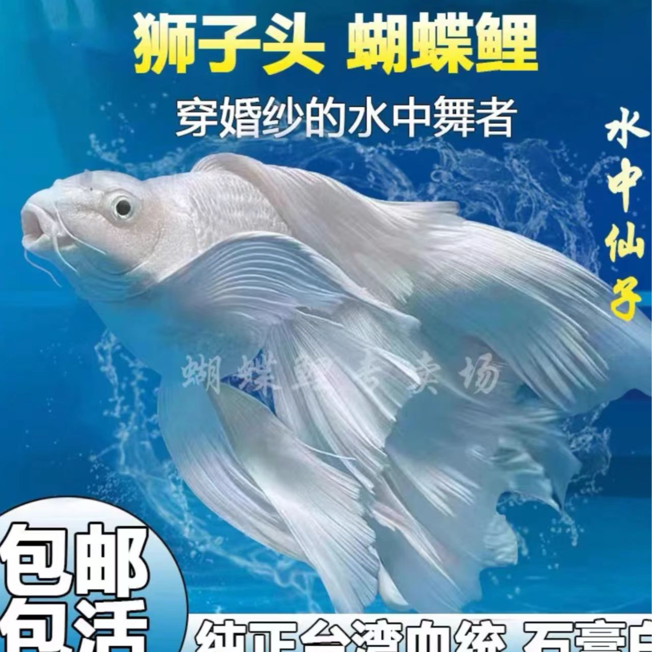 改价1--------专属蝴蝶鲤养殖发货好养饲养混养自家渔场顺丰包邮