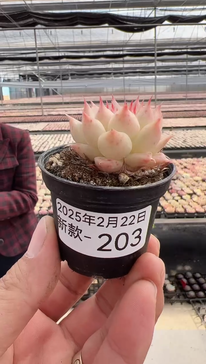 【闪购商品】新款多肉-203