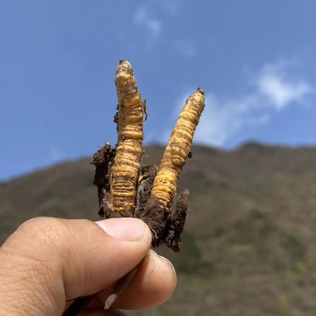 【3】（30）雪源堂新鲜冬虫夏草 青海鲜虫草