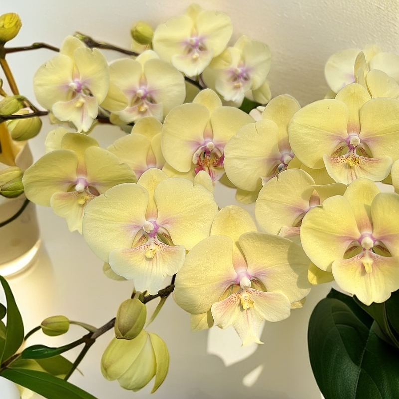 【大吉大利】-好养活卧室耐养带花带花苞开花