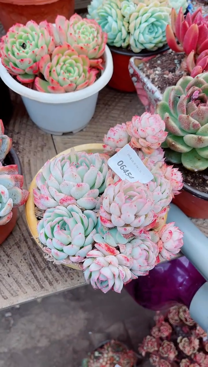 【闪购商品】06454