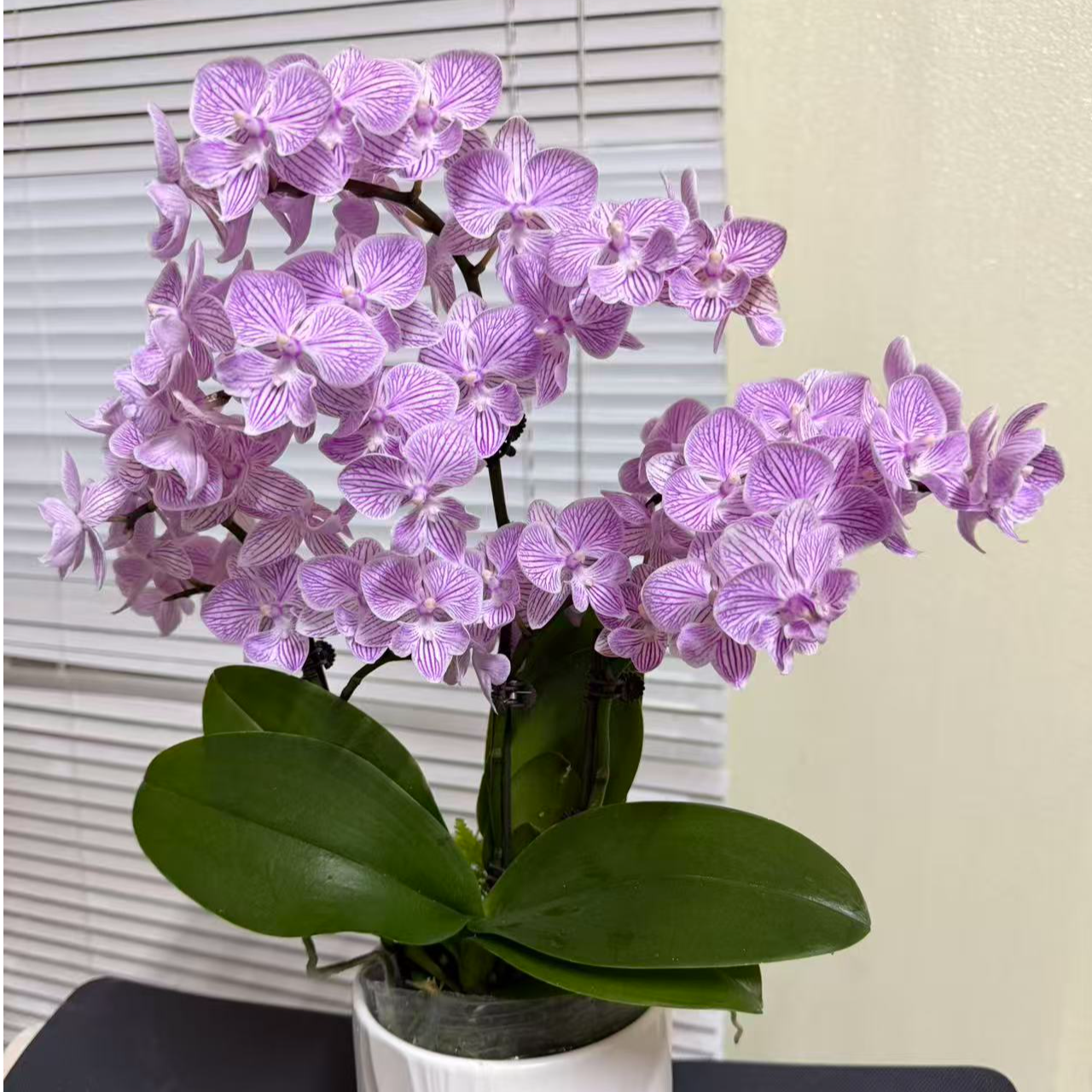蝴蝶兰（浪漫樱花）花量多好养耐养带花 广州基地直发