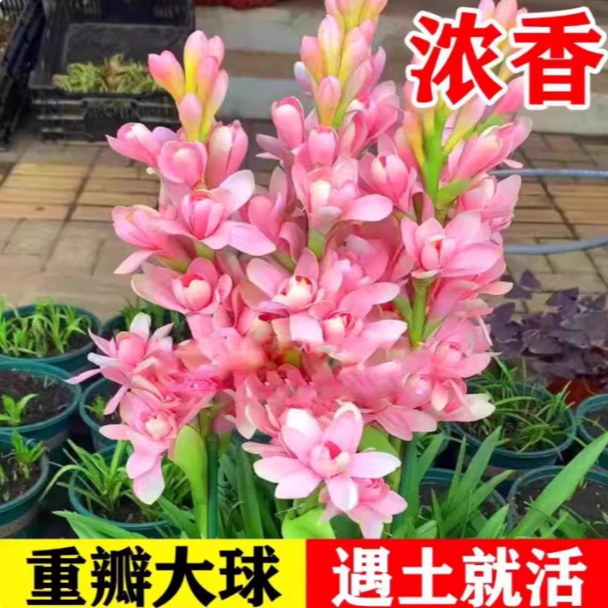 晚香玉盆栽地栽阳台庭院花卉绿植南北方种植耐寒植物