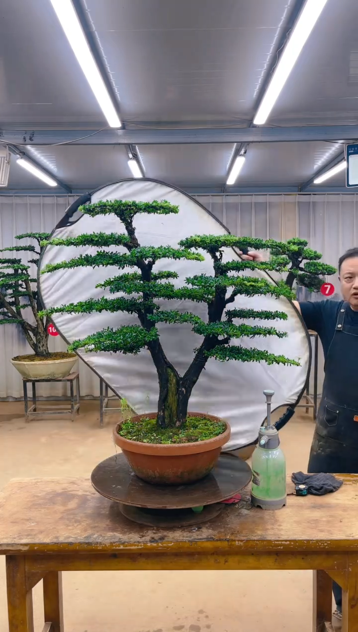 无花朵精品盆景  一物一拍
