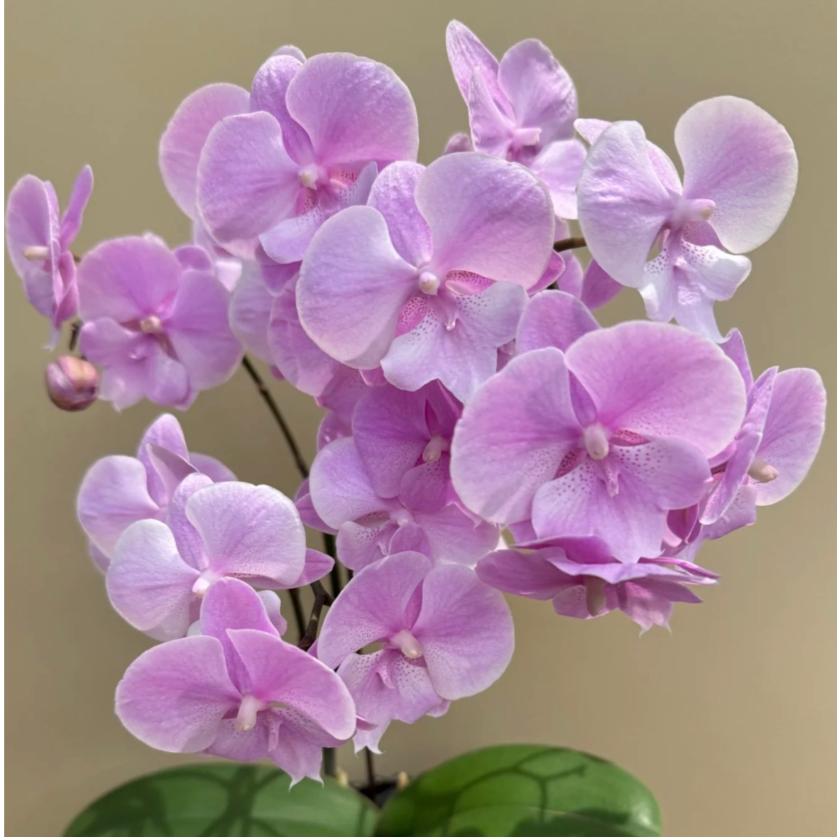 蝴蝶兰【禹城王子3.0寸杯花苗