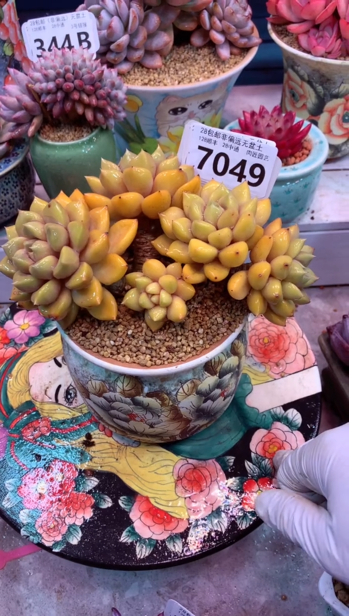 7049（一物一拍，精品多肉，w所见即所得 ）