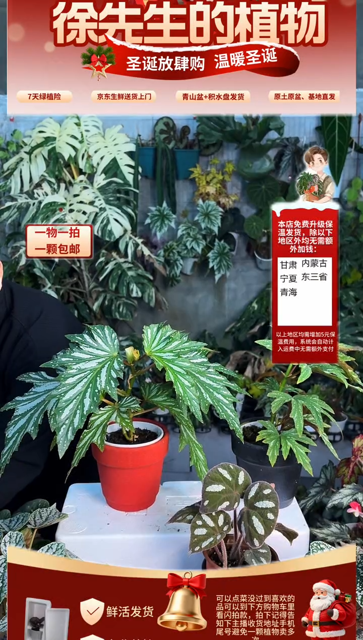 完全开放乌头杂秋海唐