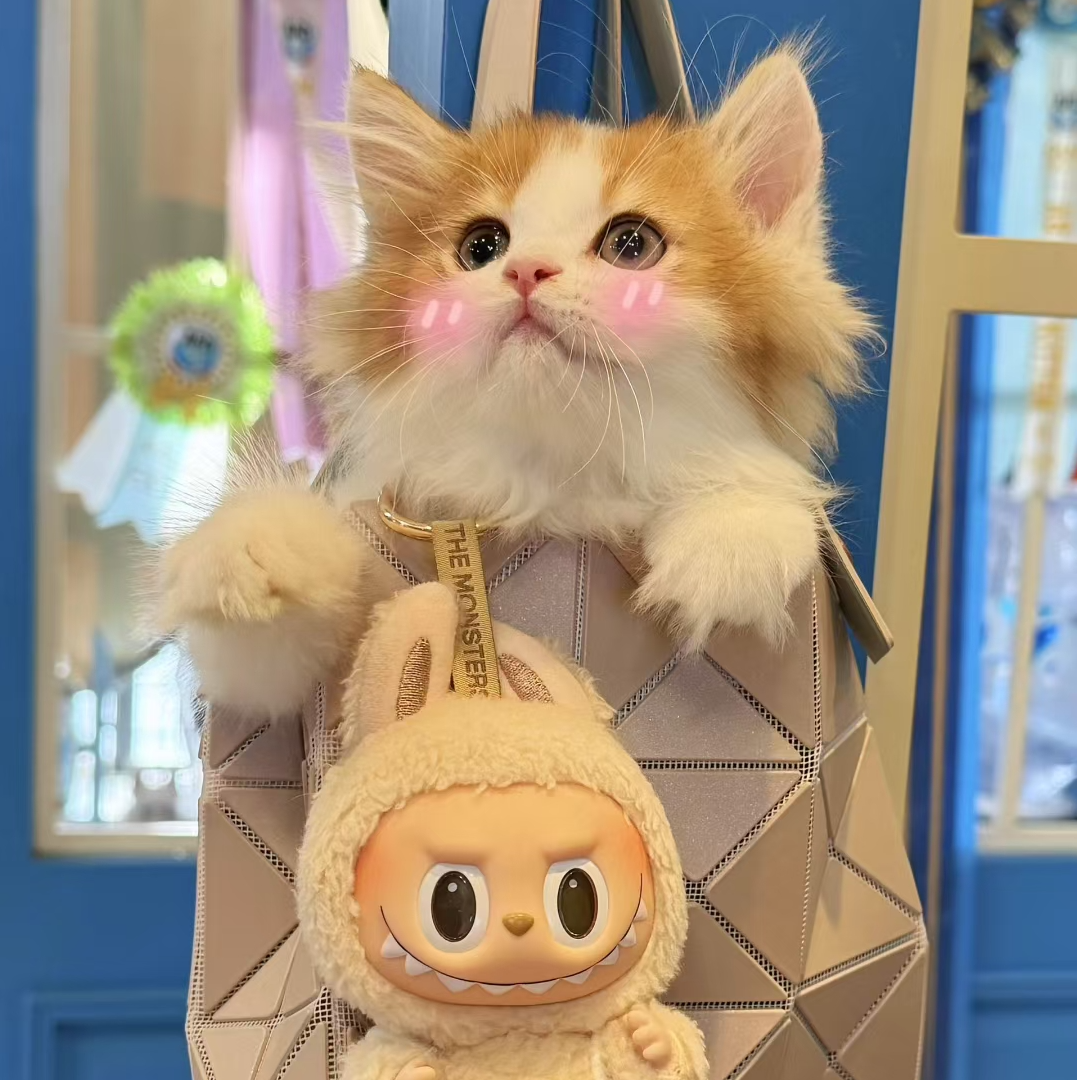 宠物活体猫咪链接金渐层布偶蓝金紫金拿破仑曼基康米努特猫猫