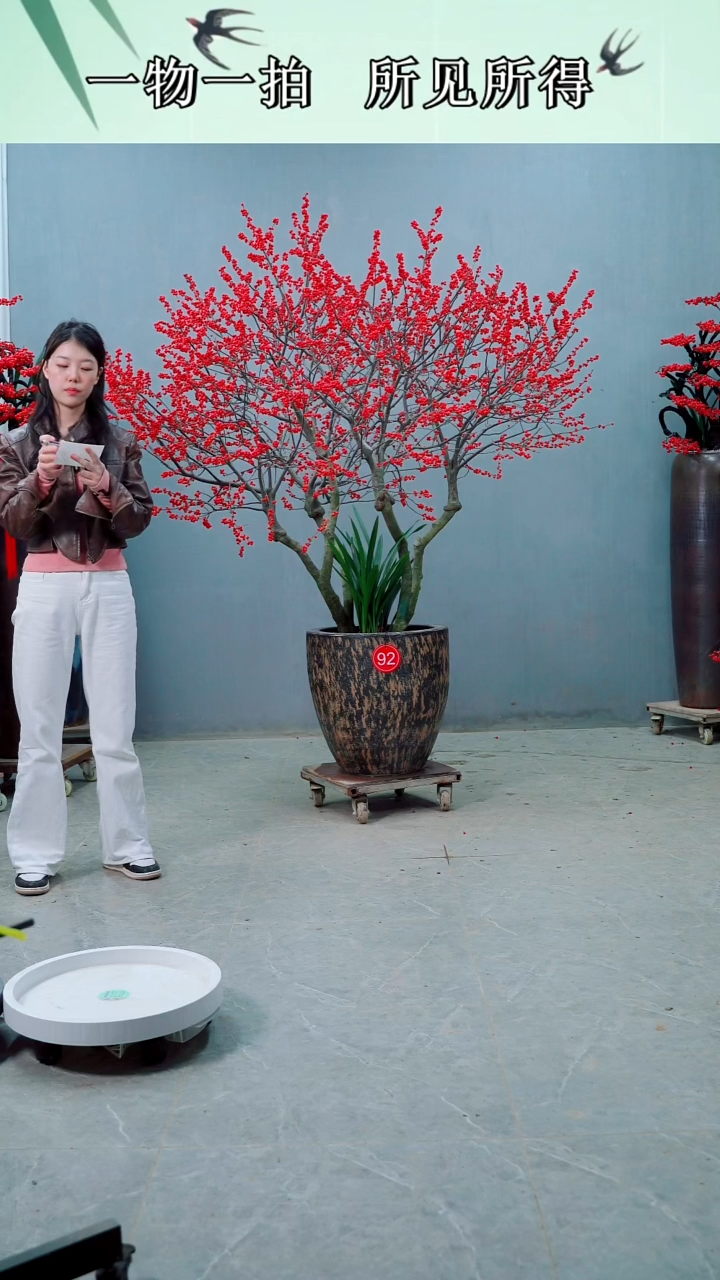 以实际为准2**7北美冬青