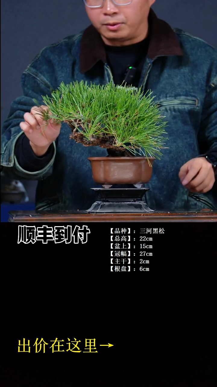 无花朵三河黑松bubaoyou