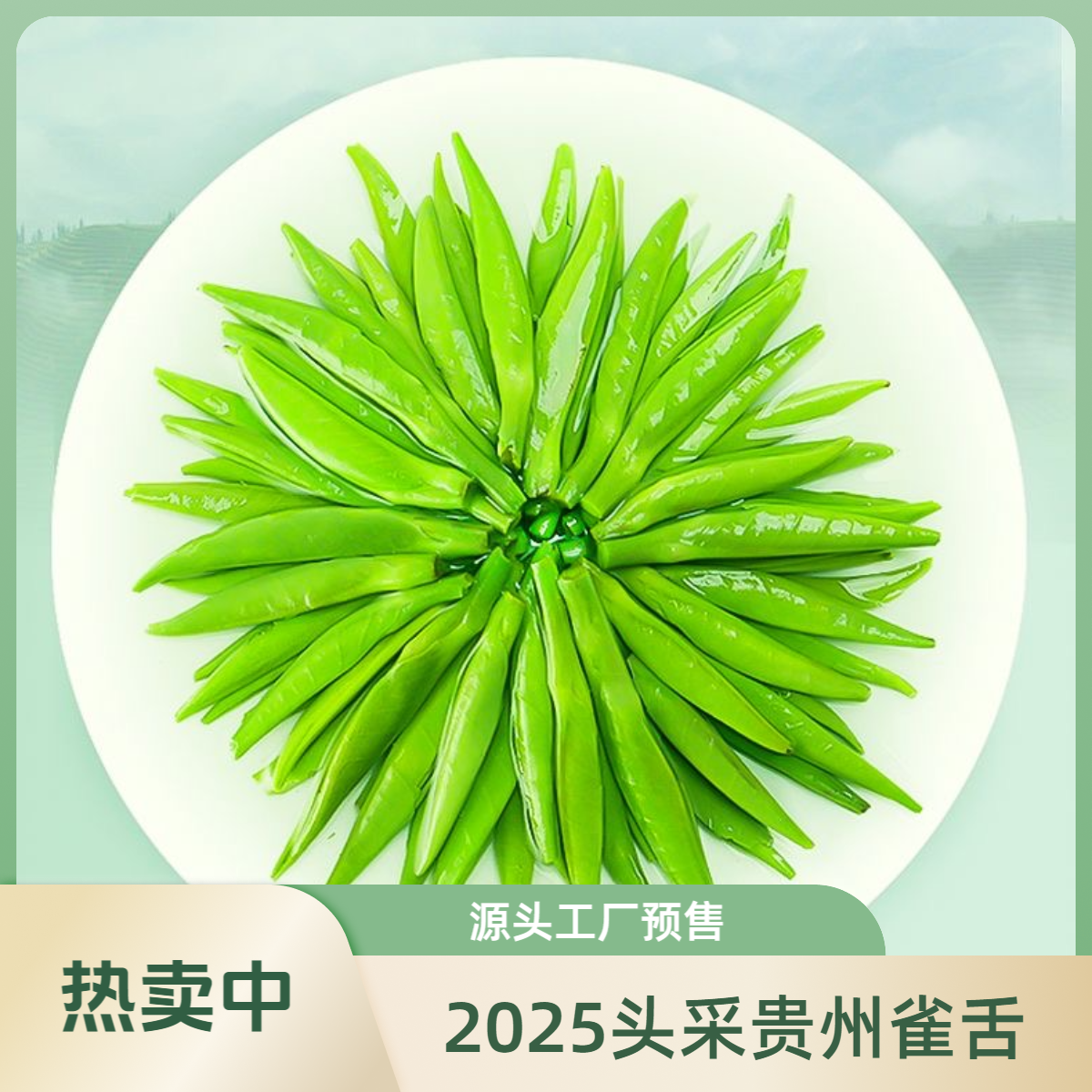 雀舌绿茶2025新茶明前特级贵州湄潭翠芽毛尖高山浓香型嫩芽茶散装