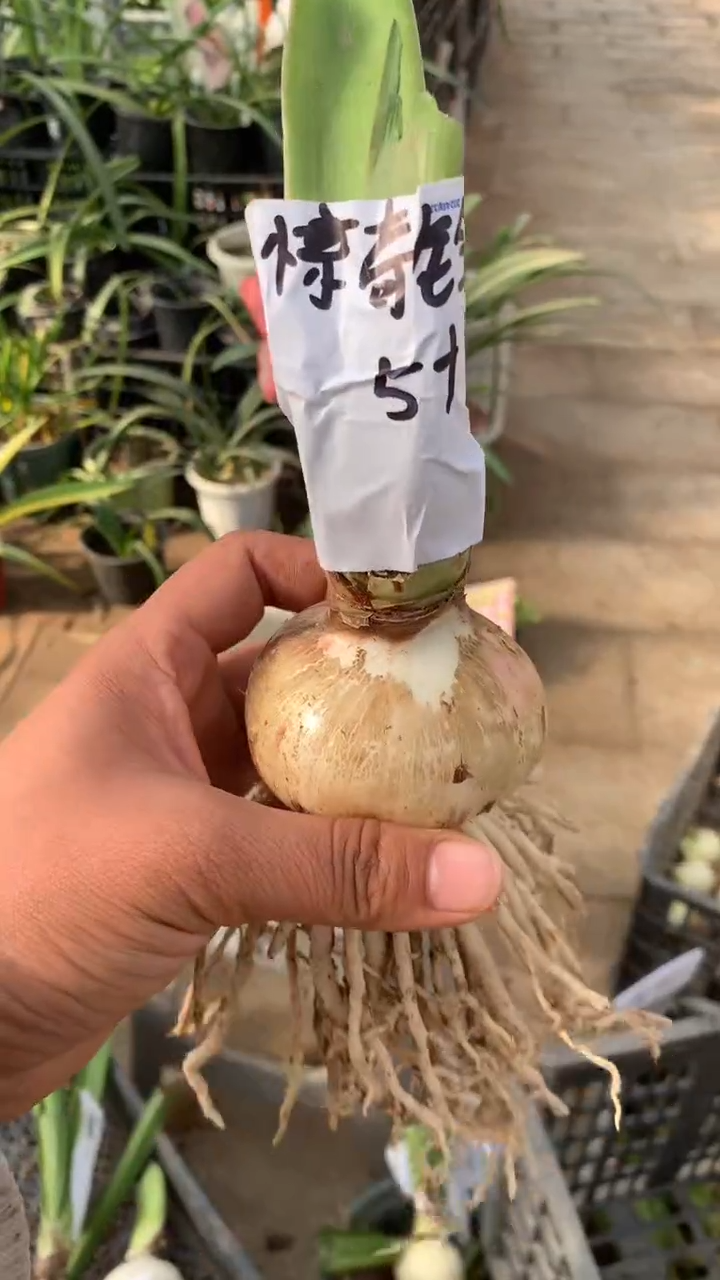 当前无花栽培后可以开花惊奇铃声5cm+