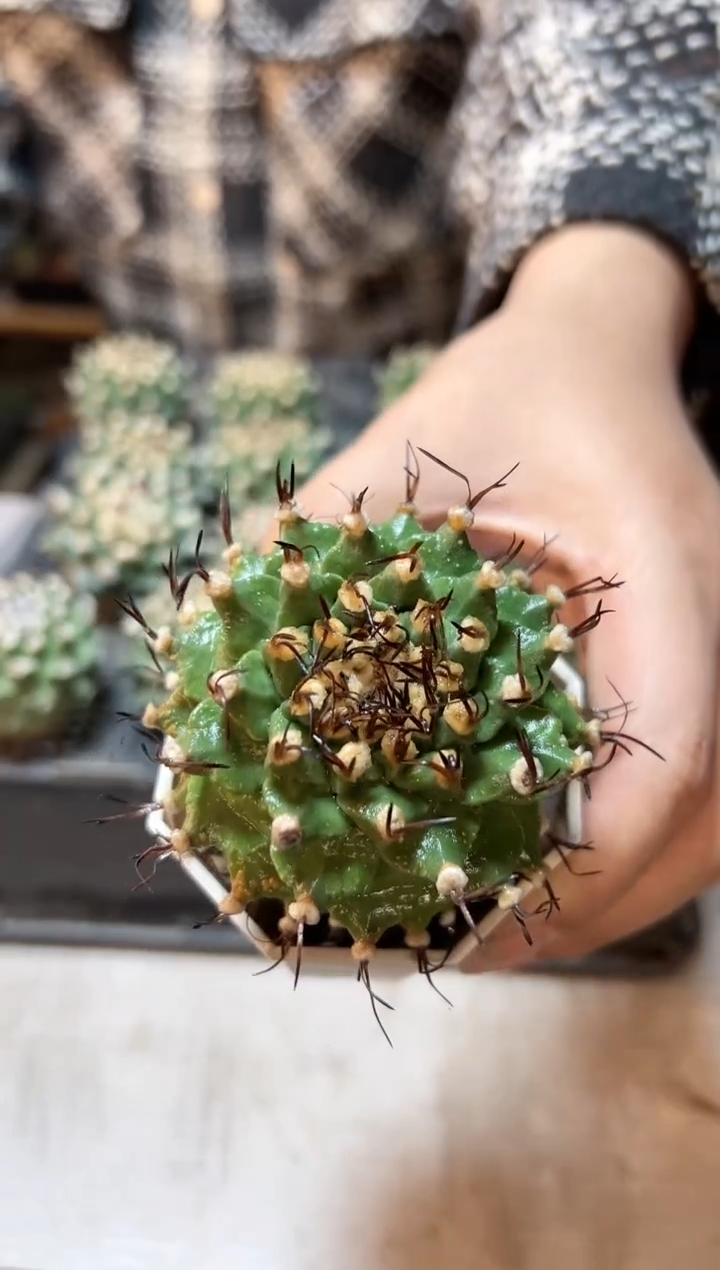 【闪购商品】1号实生赤花娇丽6.5公分