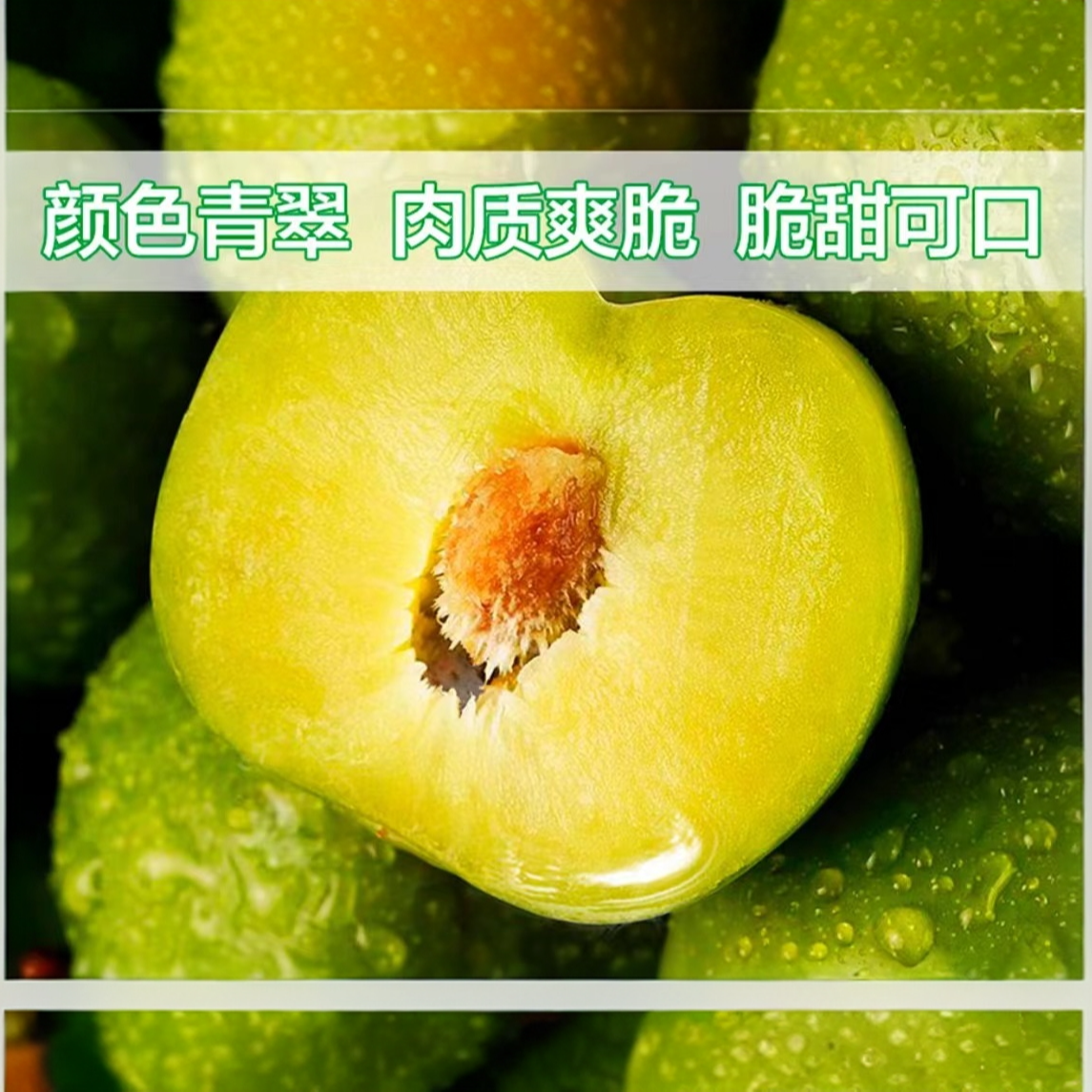 【李子】5斤/3斤重庆铜梁小林高山青脆李脆甜酸爽口统果包邮