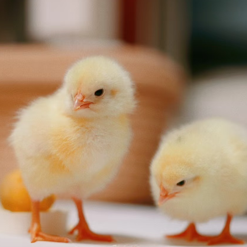 宠物鸡海兰褐麻羽绿壳鸡芦丁鸡活体顺丰包邮