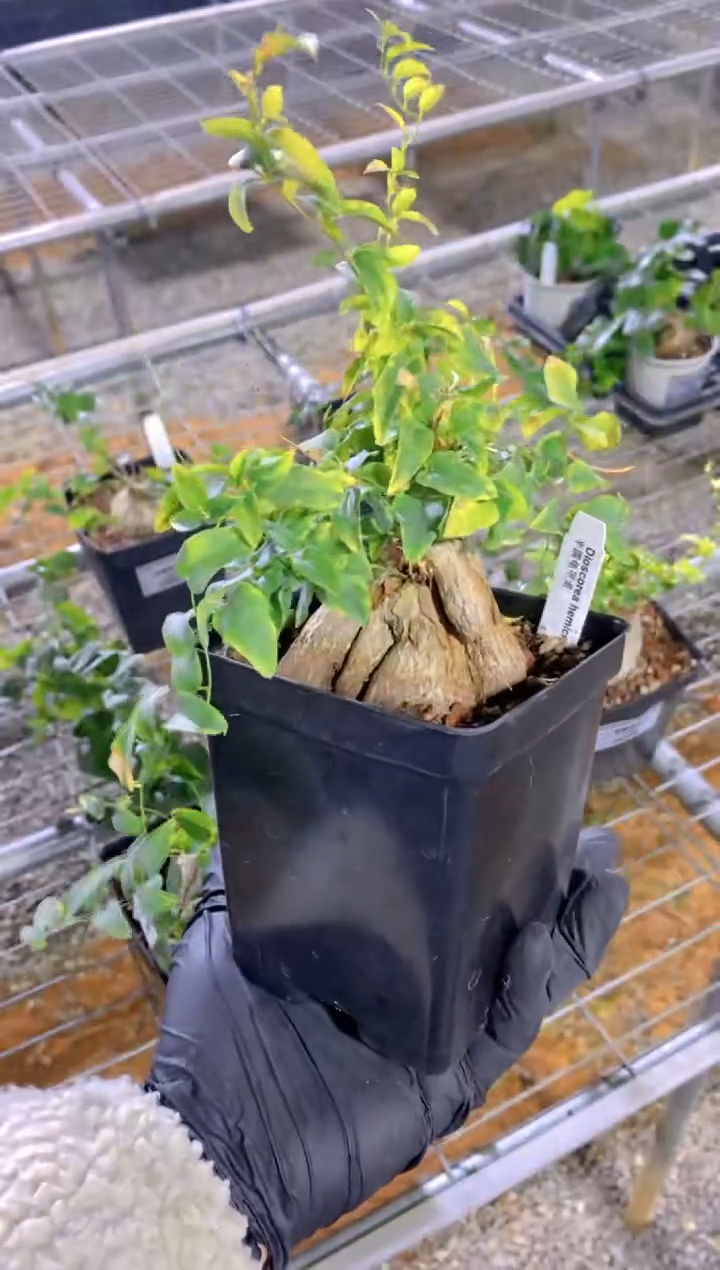 【闪购商品】半圆龟甲龙FA-2792