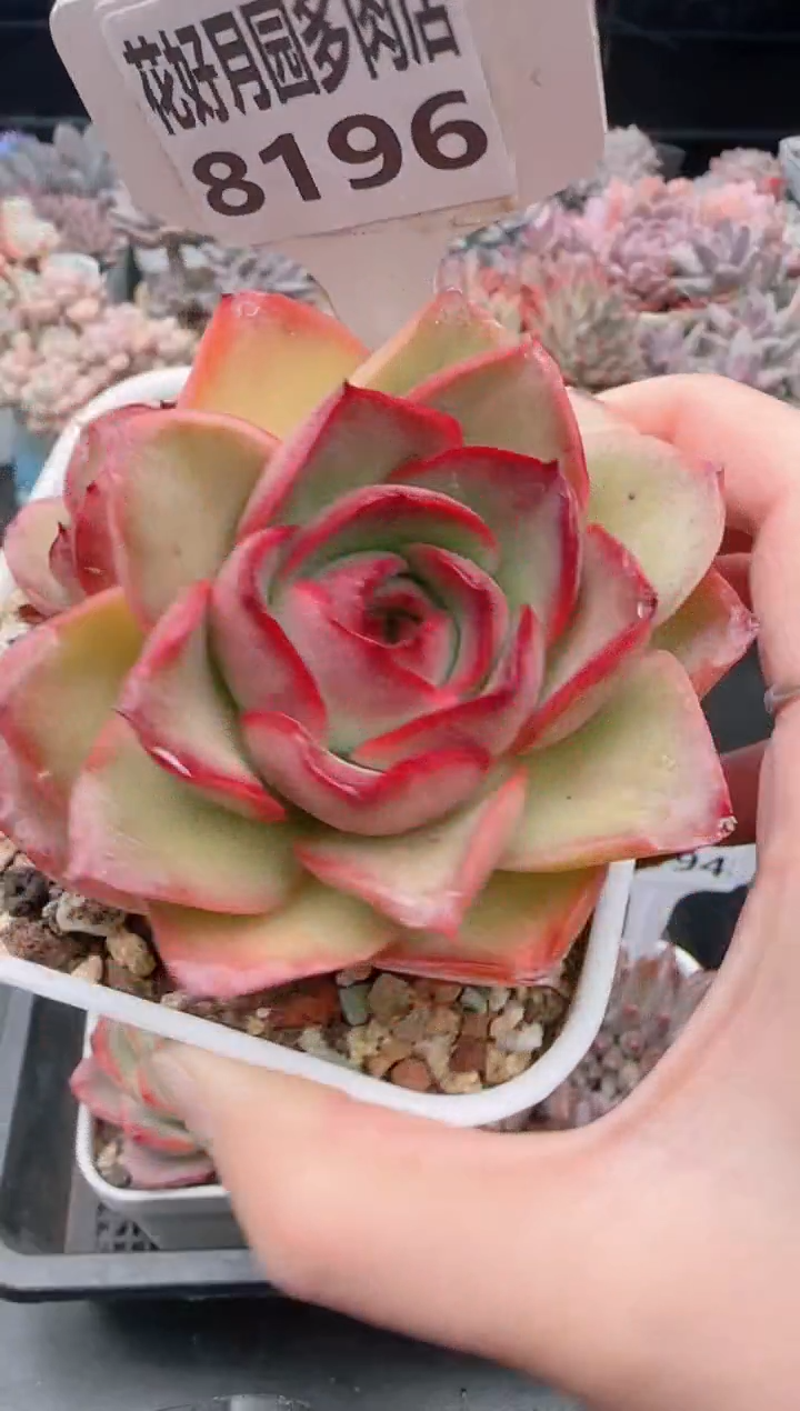 【闪购商品】8196.