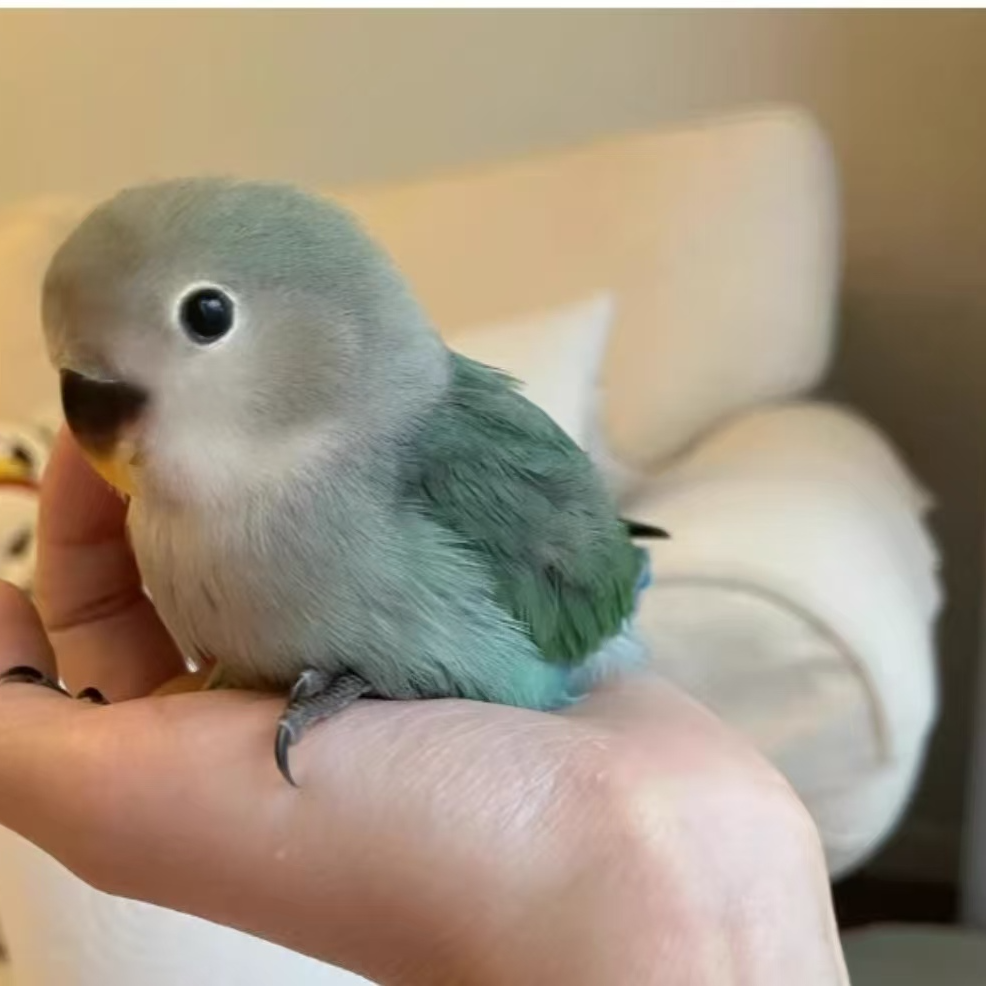 墨银炸福利！！！！！