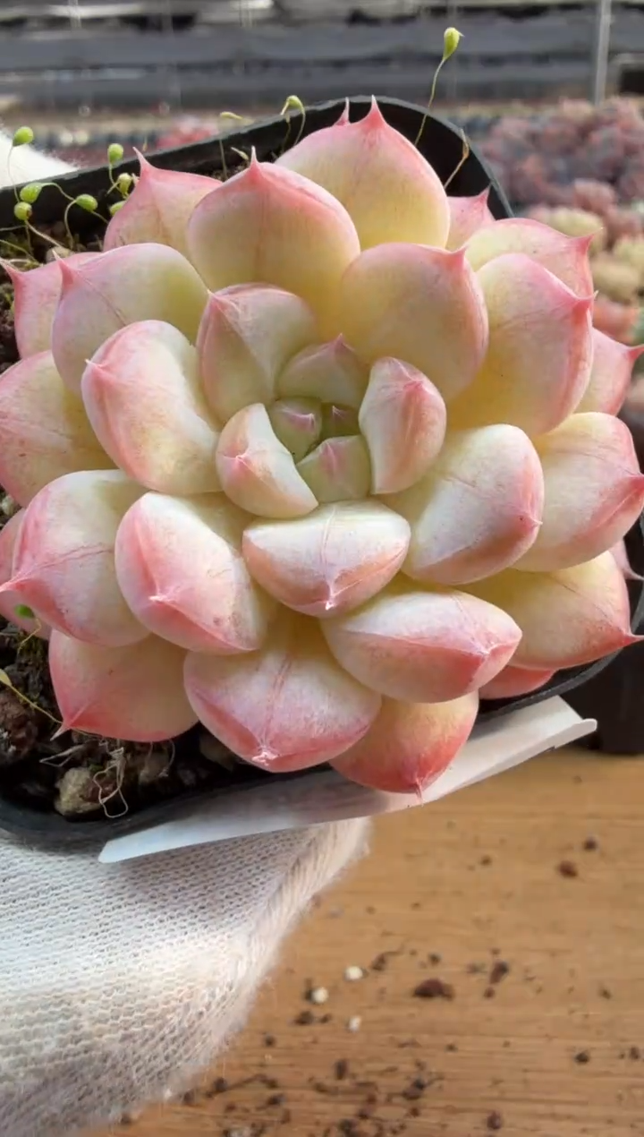 东云多肉园三店-55