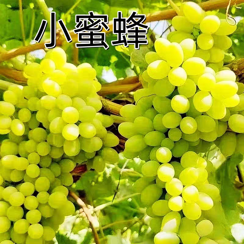 【新疆 小蜜蜂葡萄】新疆吐鲁番无核小蜜蜂 净重4斤 顺丰包邮葡萄同城送新疆维吾尔自治区
