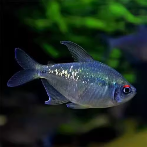 南美钻石灯南美进口闪光直线脂鲤小型淡水热带鱼灯科鱼群游鱼活体