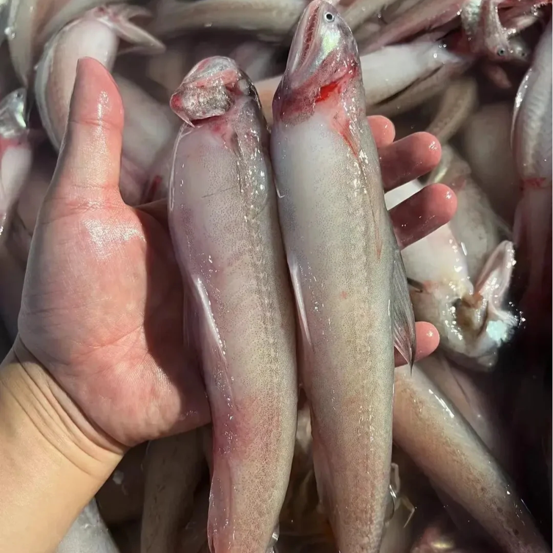 博贺港深海野生豆腐鱼