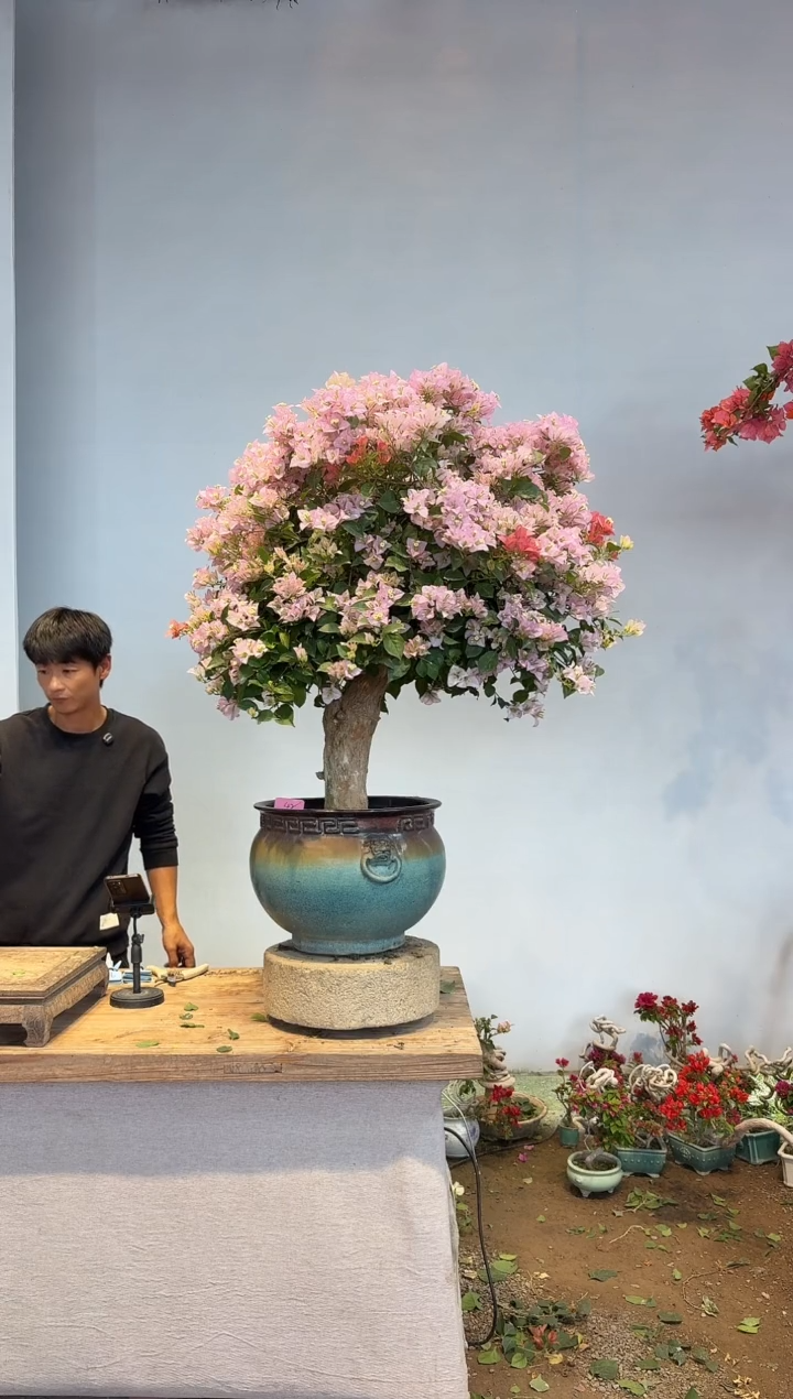 以实际为准L*L三角梅42