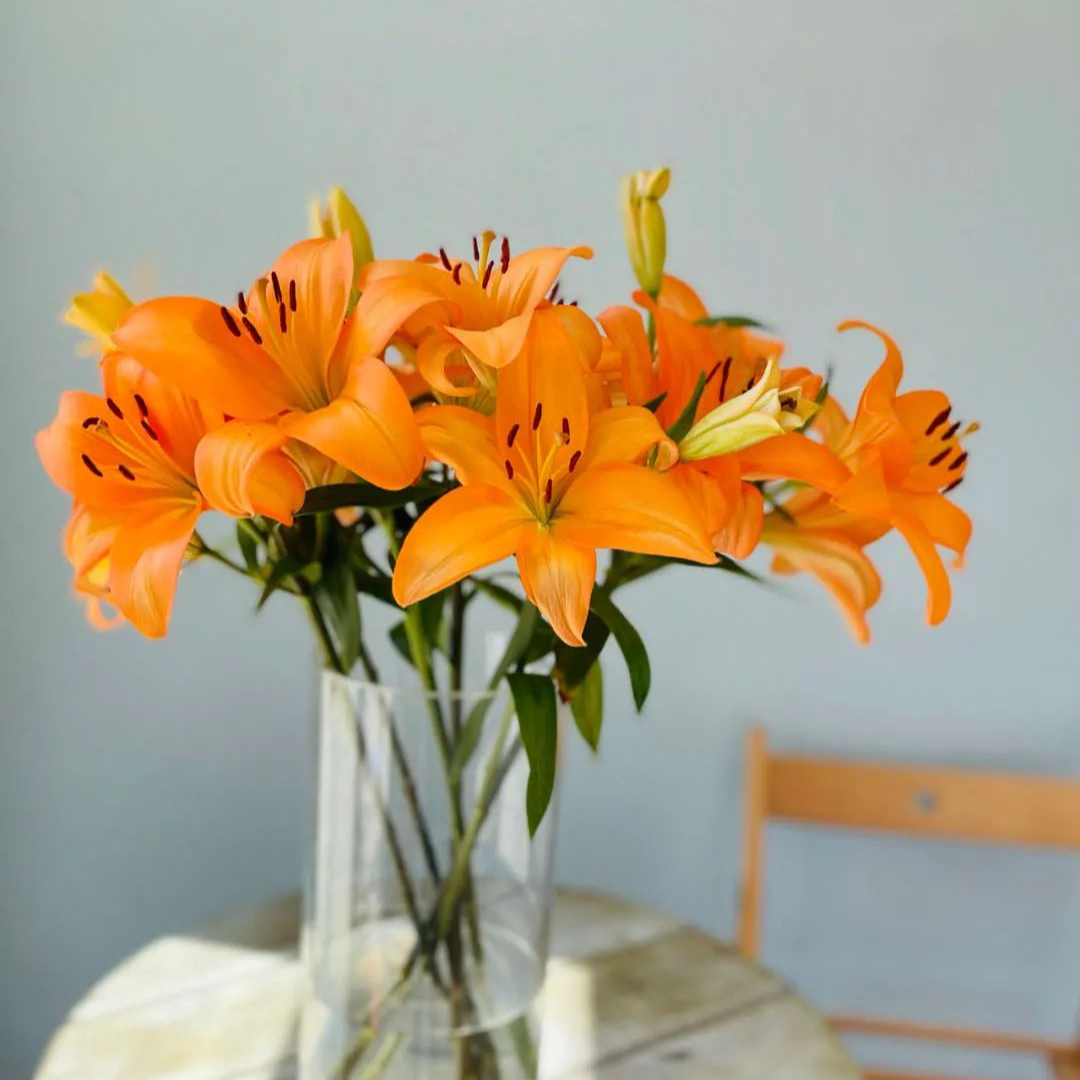 亚百合（橙色梦想）新鲜无香水生鲜切花东北基地顺丰直发10支百合花