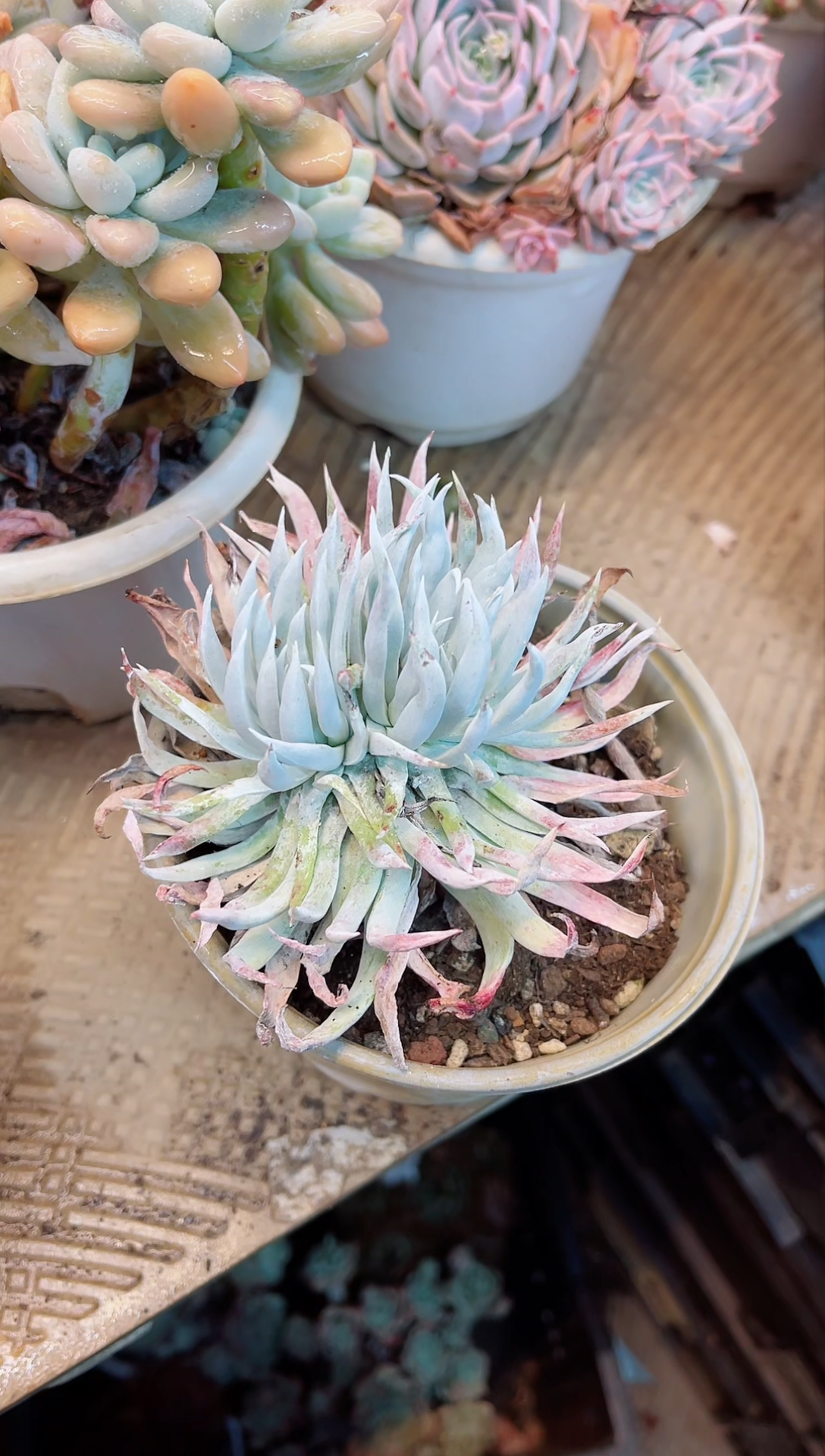 【闪购商品】05077