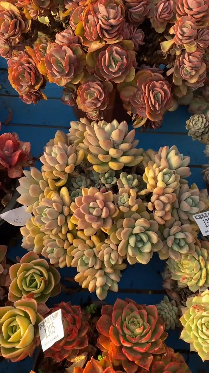 【闪购商品】1304白鹿