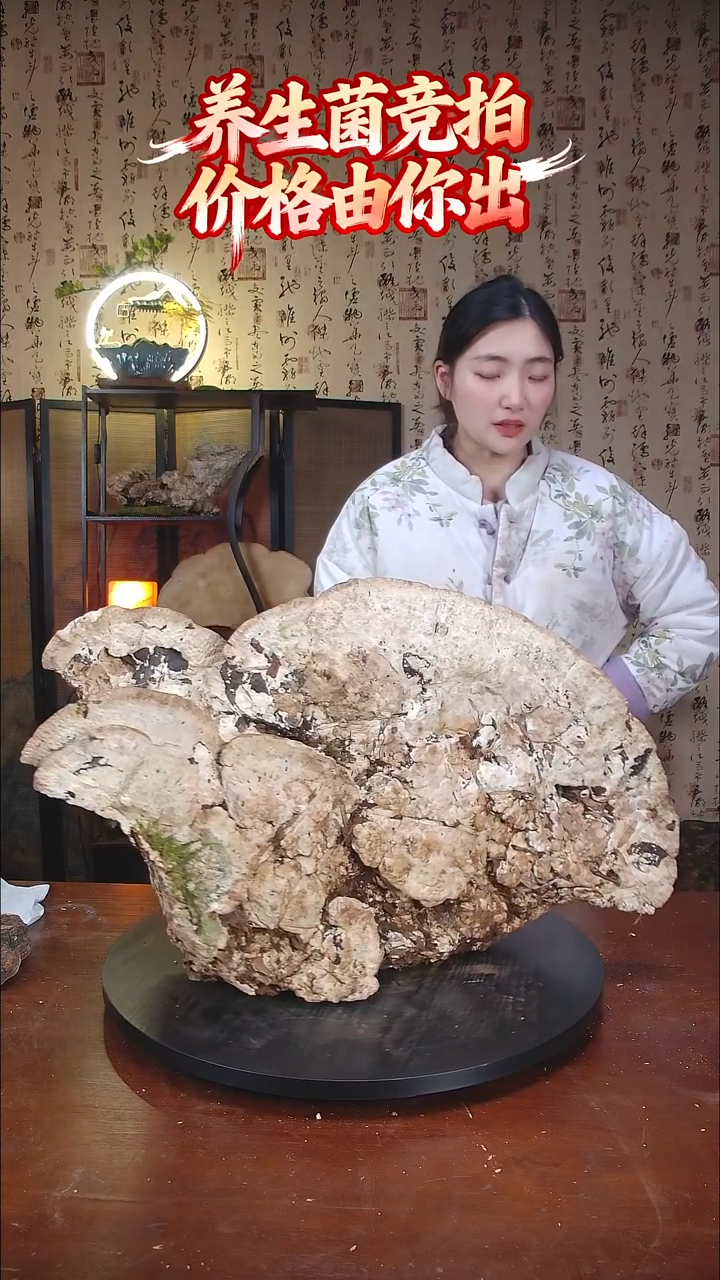 白灵芝中国大陆【藏区野生】白木灵芝（11斤）110-120年份