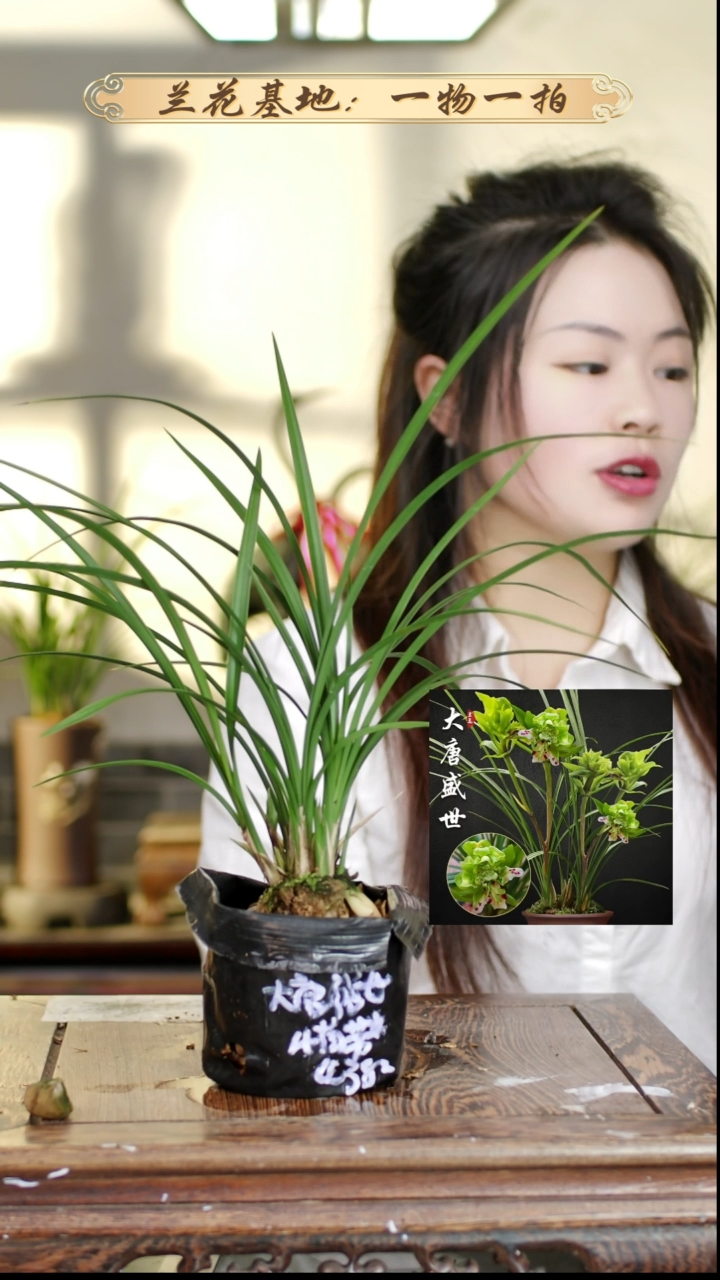 完全开放大唐4苗带花苞