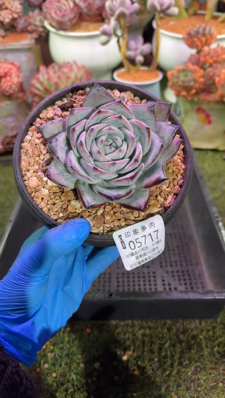 【闪购商品】05717